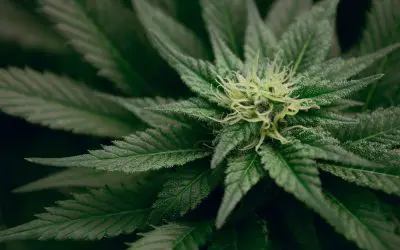 new-classic-strains-native-sun