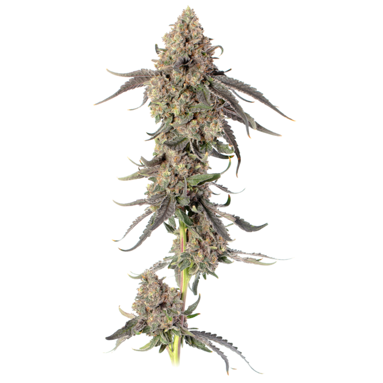 Black Magic cola