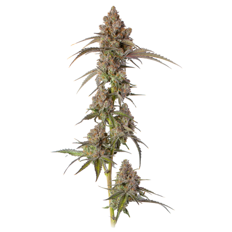 Blueberry Muffin cola