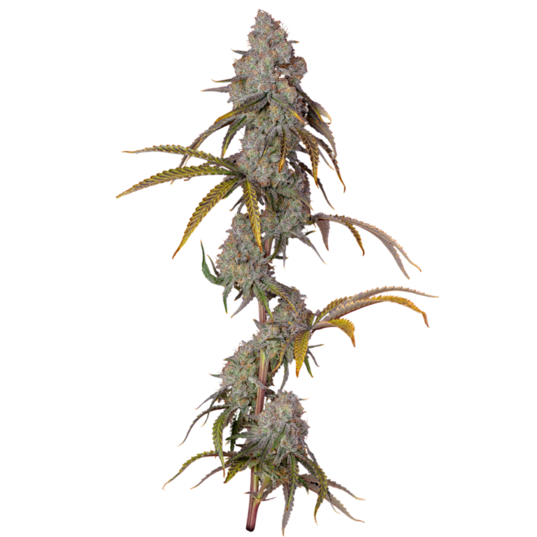Blueberry Muffin cola 2