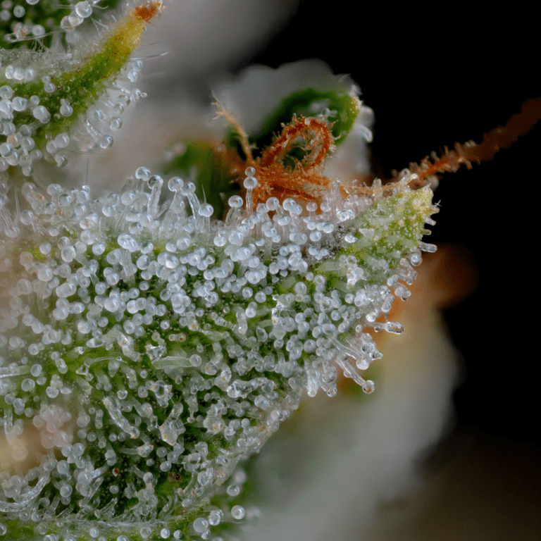 Blueberry Muffin macro 2
