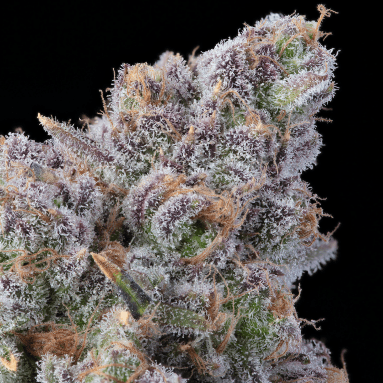 Blueberry Muffin macro