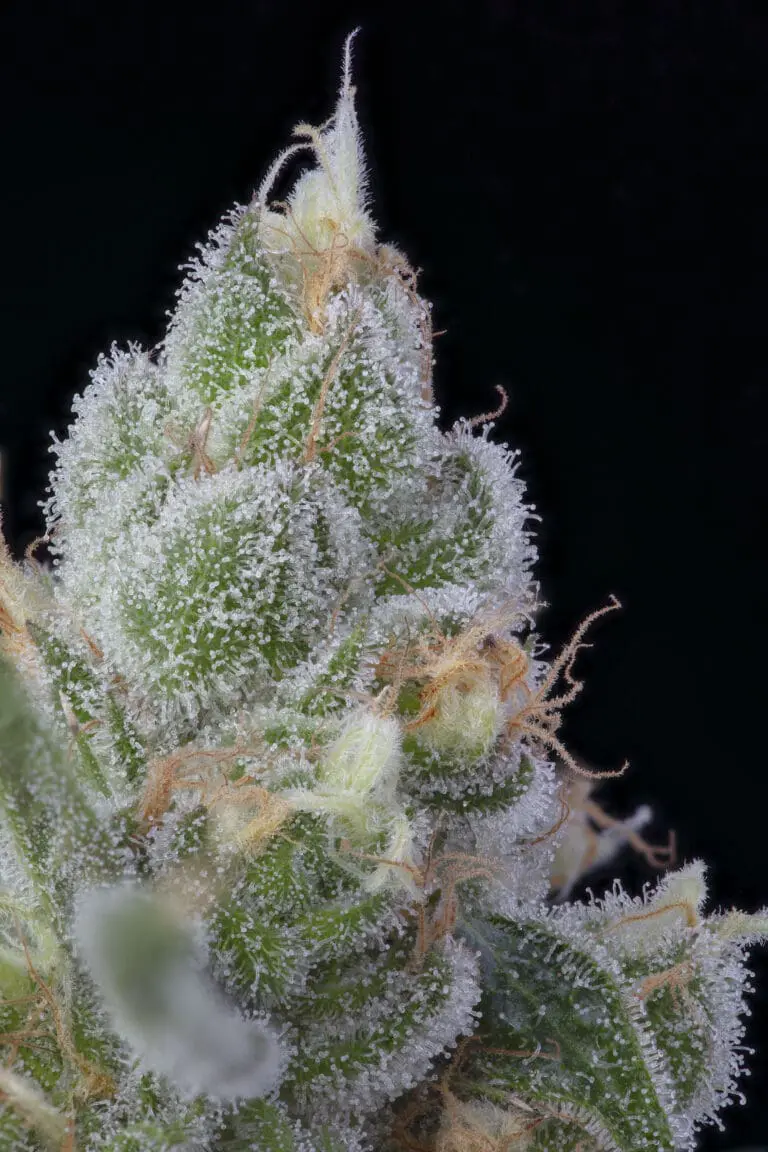 Chocolate Pie 1x Macro (1)