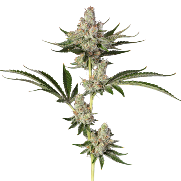 Chocolate Pie (4)