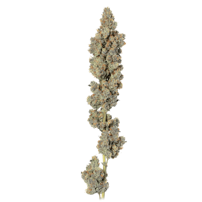 Dosidos cola