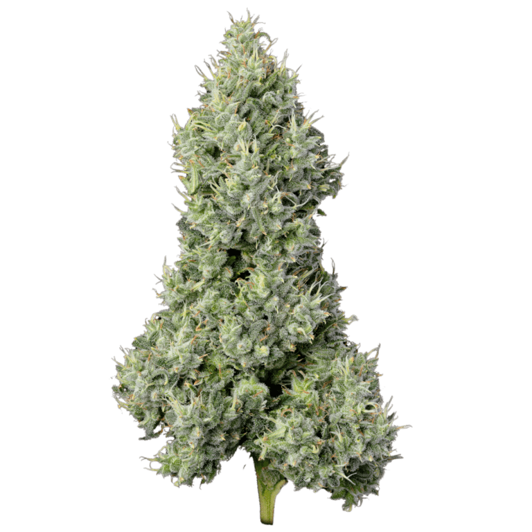 Kuzcos Poison (6)