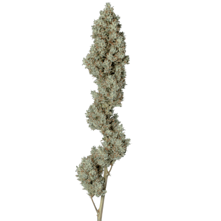 Mescaline cola