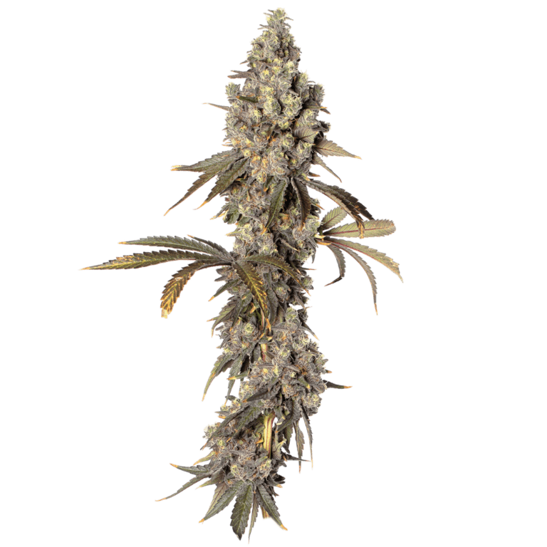 Mimosa EVO cola (1)