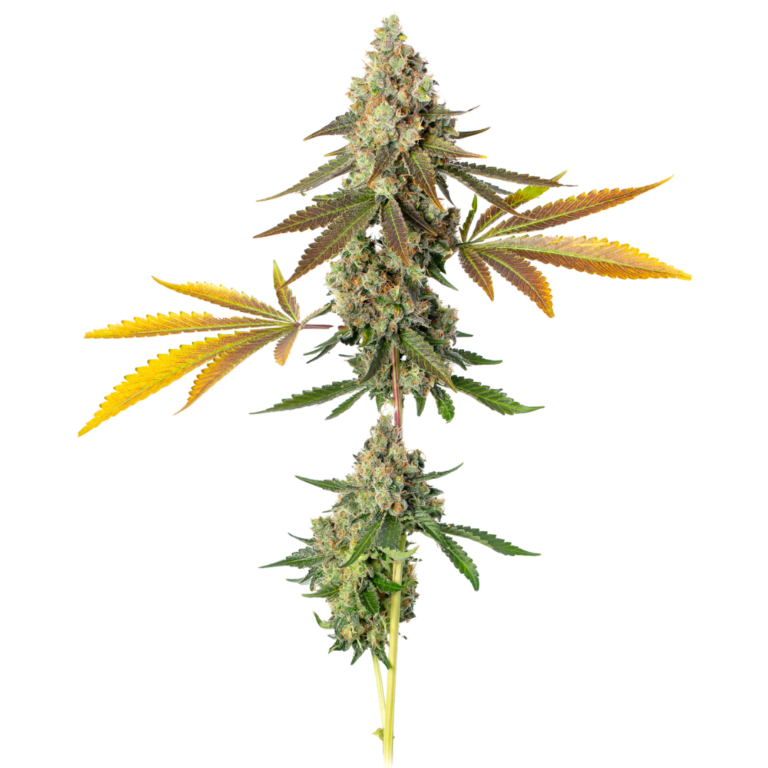 Pineapple Express cola (4)