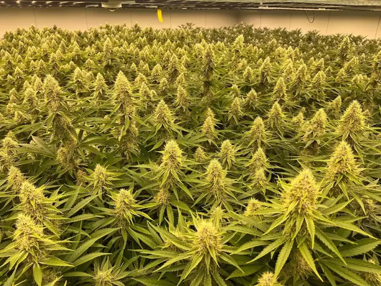 new-flavorful-strains-native-sun