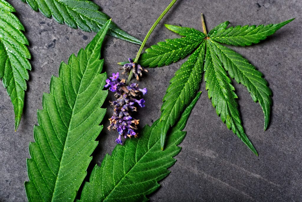 Cannabis leaves with lavender to represent linalool terpene