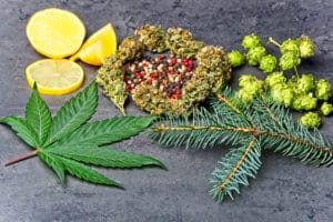 Cannabis leaf, lemons, pine, and hops to represent the different terpenes