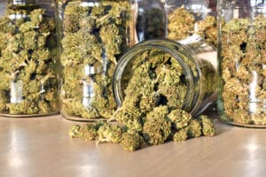 cannabis flower in jars for storage