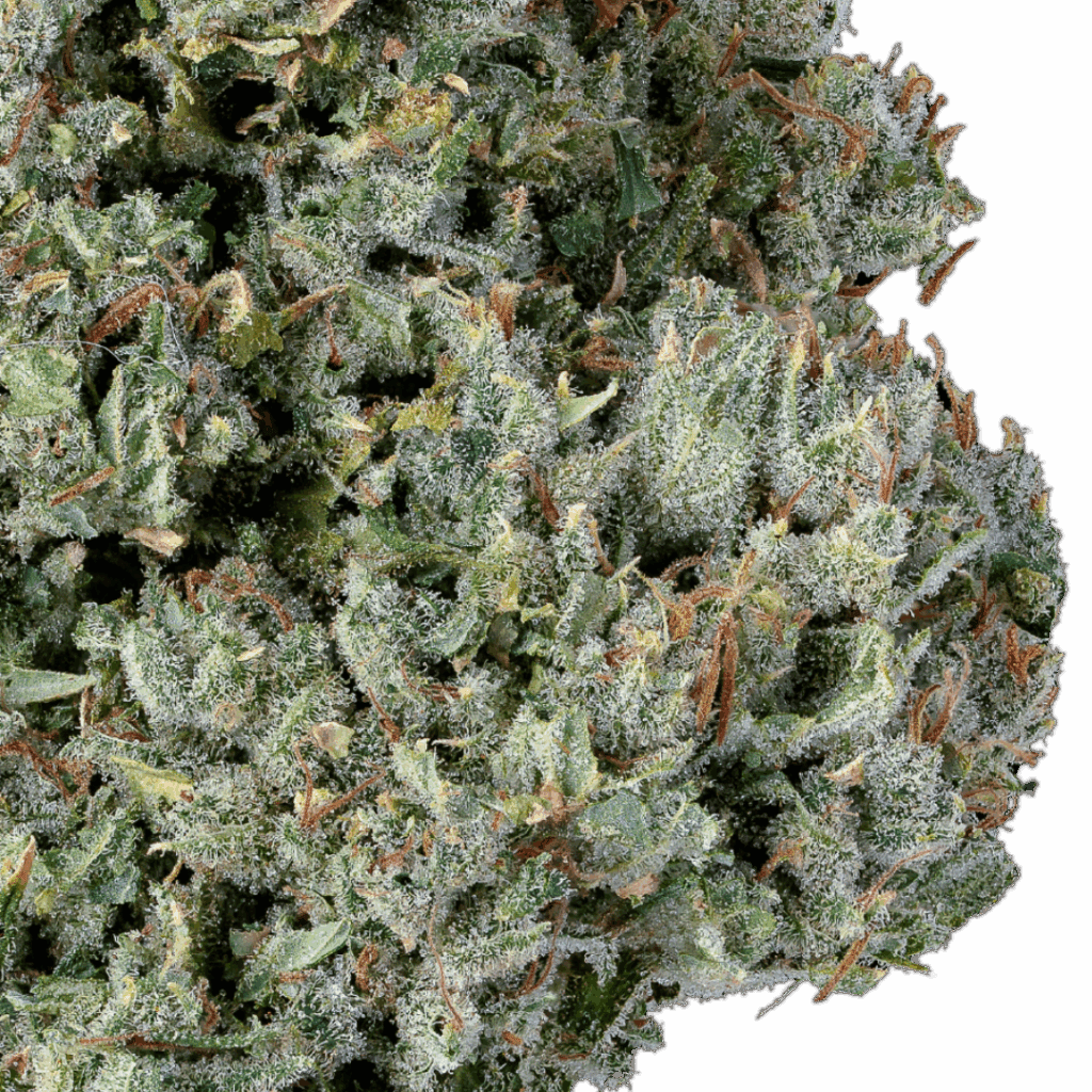 close up of Native Sun's Kuzco's Poison bud