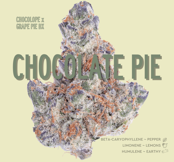Native Sun's Chocolate Pie weed strain with genetics and terpenes listed