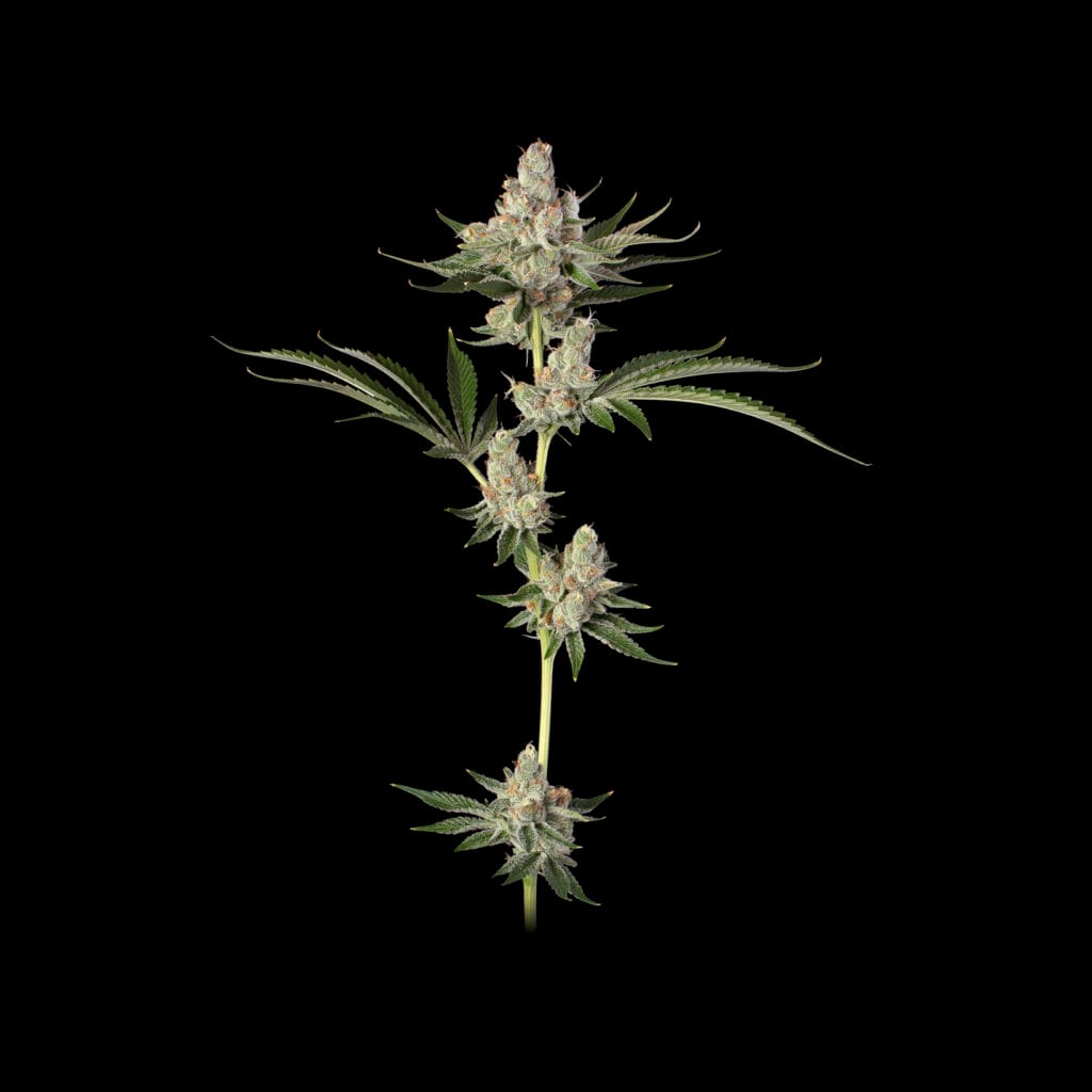 Native Sun's Chocolate Pie Weed Strain