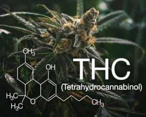 thc-basics