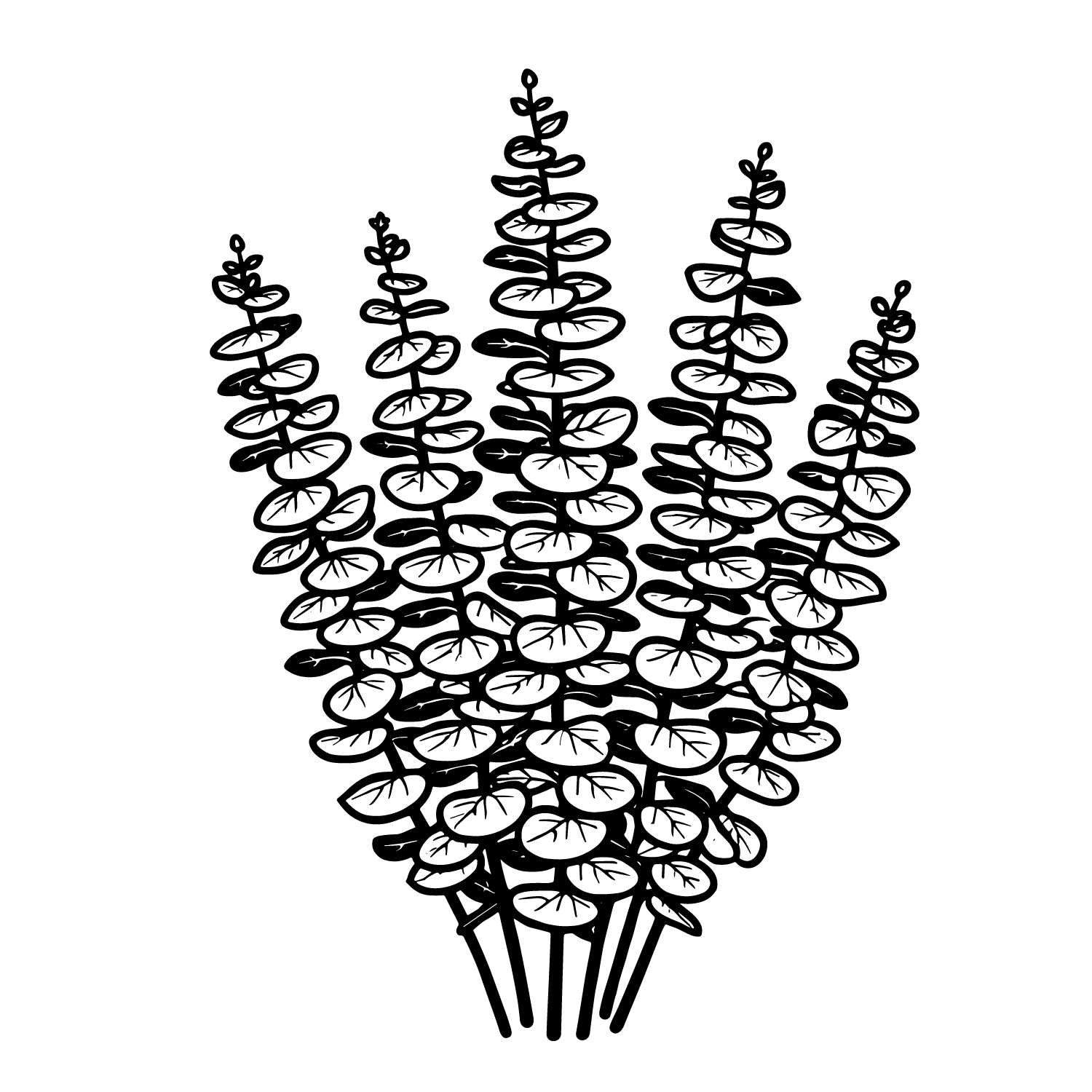 Eucalyptol