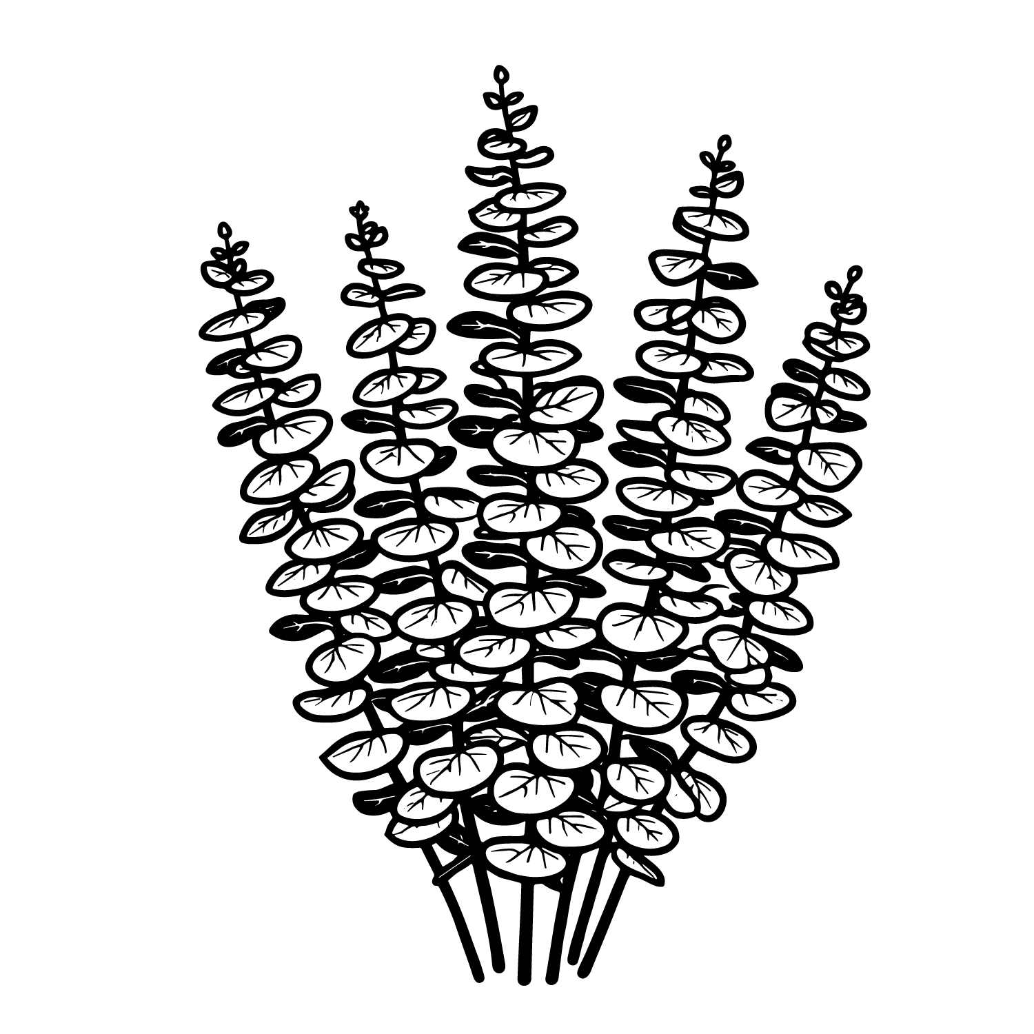 Eucalyptol
